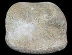 Hadrosaur Toe Bone - Alberta (Disposition #-) #71659-1